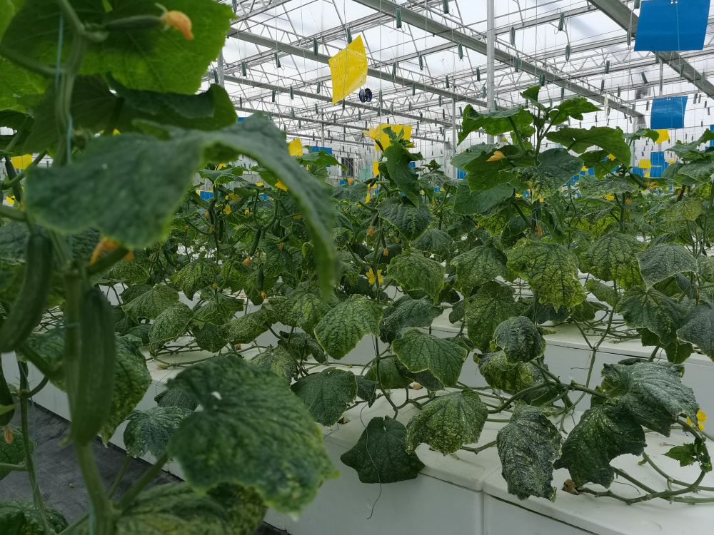 k8凯发光电植物生长灯事业部的产品用于植物农场蔬菜种植